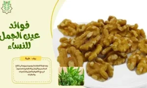 فوائد مكسرات عين الجمل للأسنان